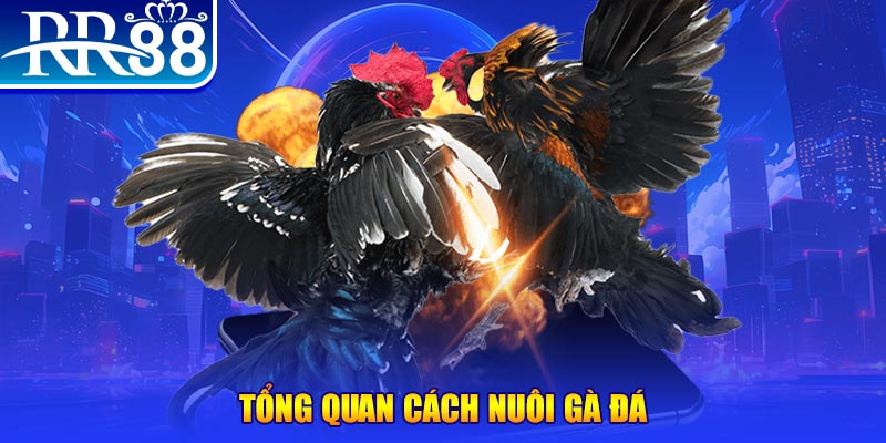 97vn VA Điện Tử
