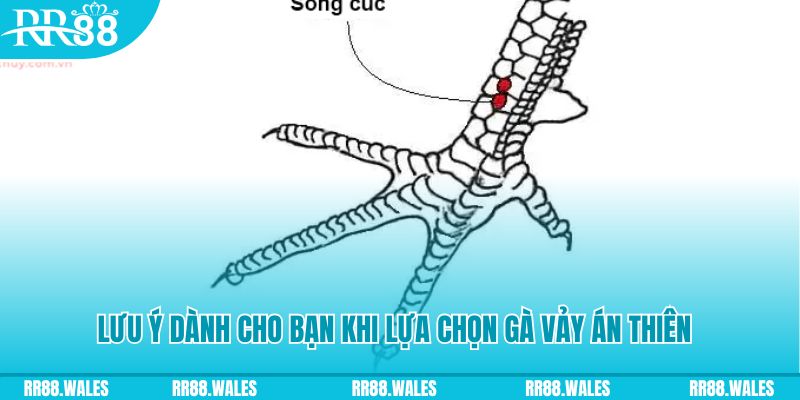 97vn xổ số đồng nai
