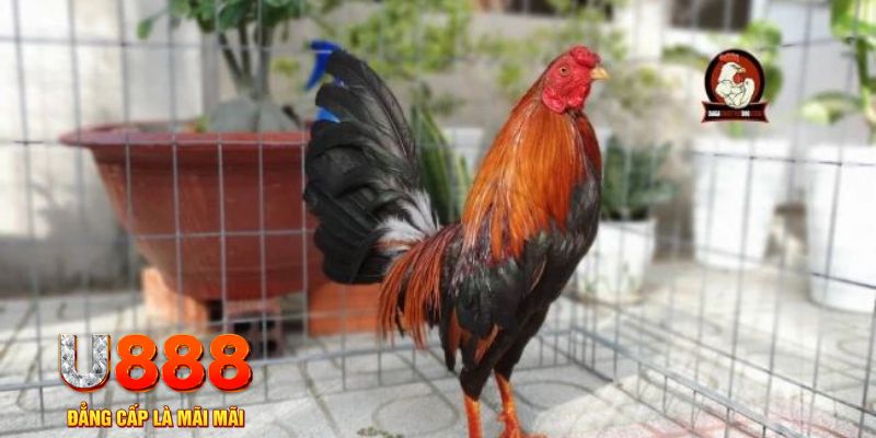 97vn casino máy tính